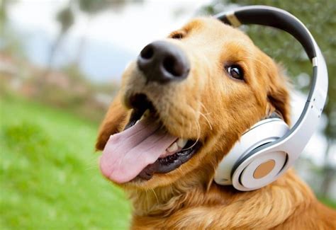 Is loud music bad for dogs? And does playing classical music help?