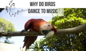 Why Do Birds Dance to Music: An Eclectic Exploration of Bird-Music Synergy